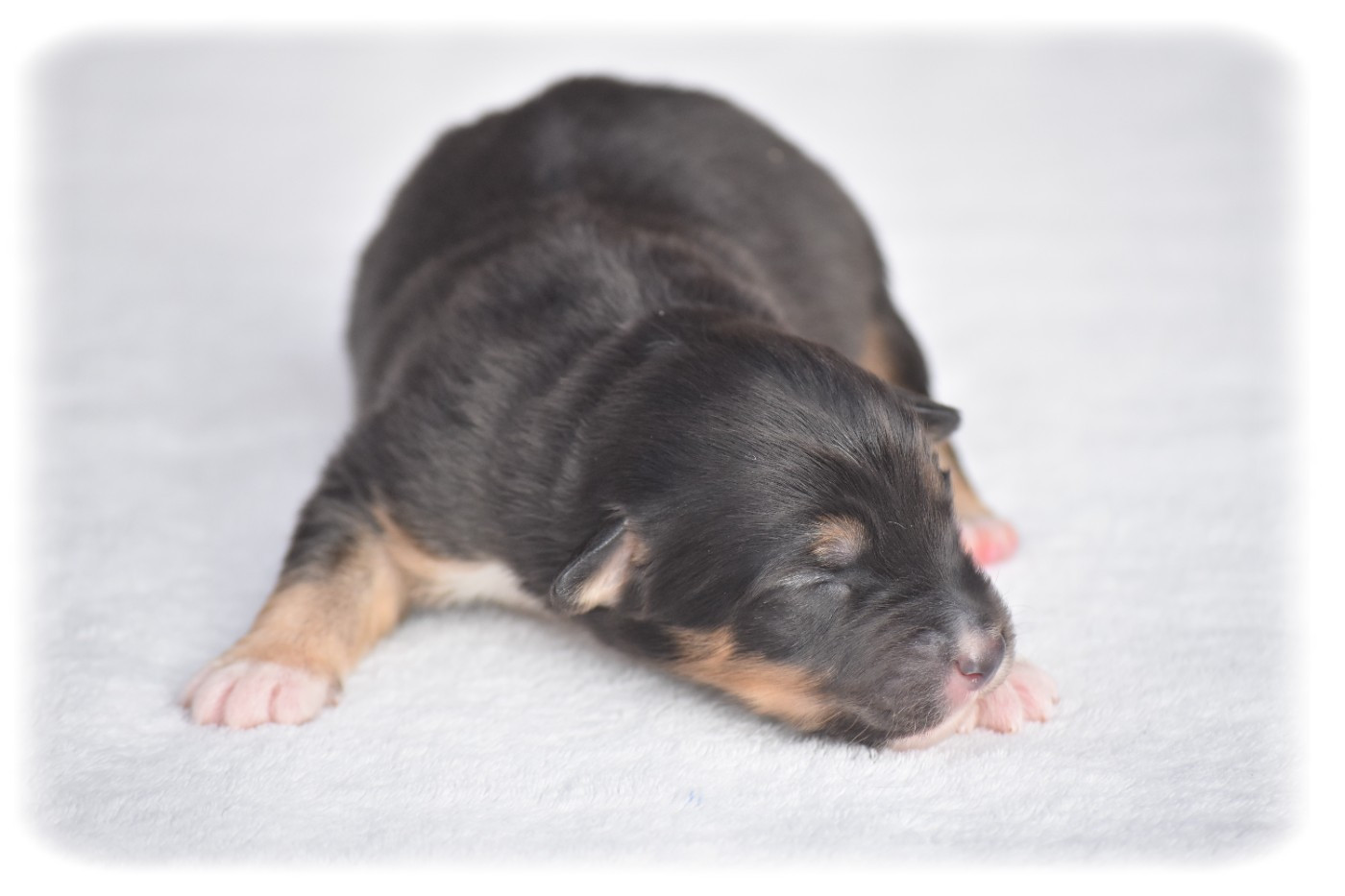 Du Pays Rochois - Chiots disponibles - Berger Australien