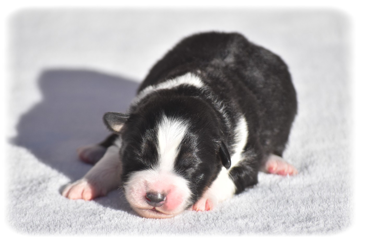 Du Pays Rochois - Chiots disponibles - Berger Australien