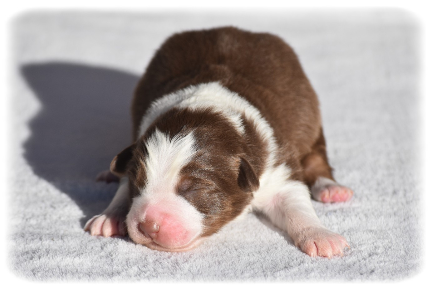 Du Pays Rochois - Chiots disponibles - Berger Australien