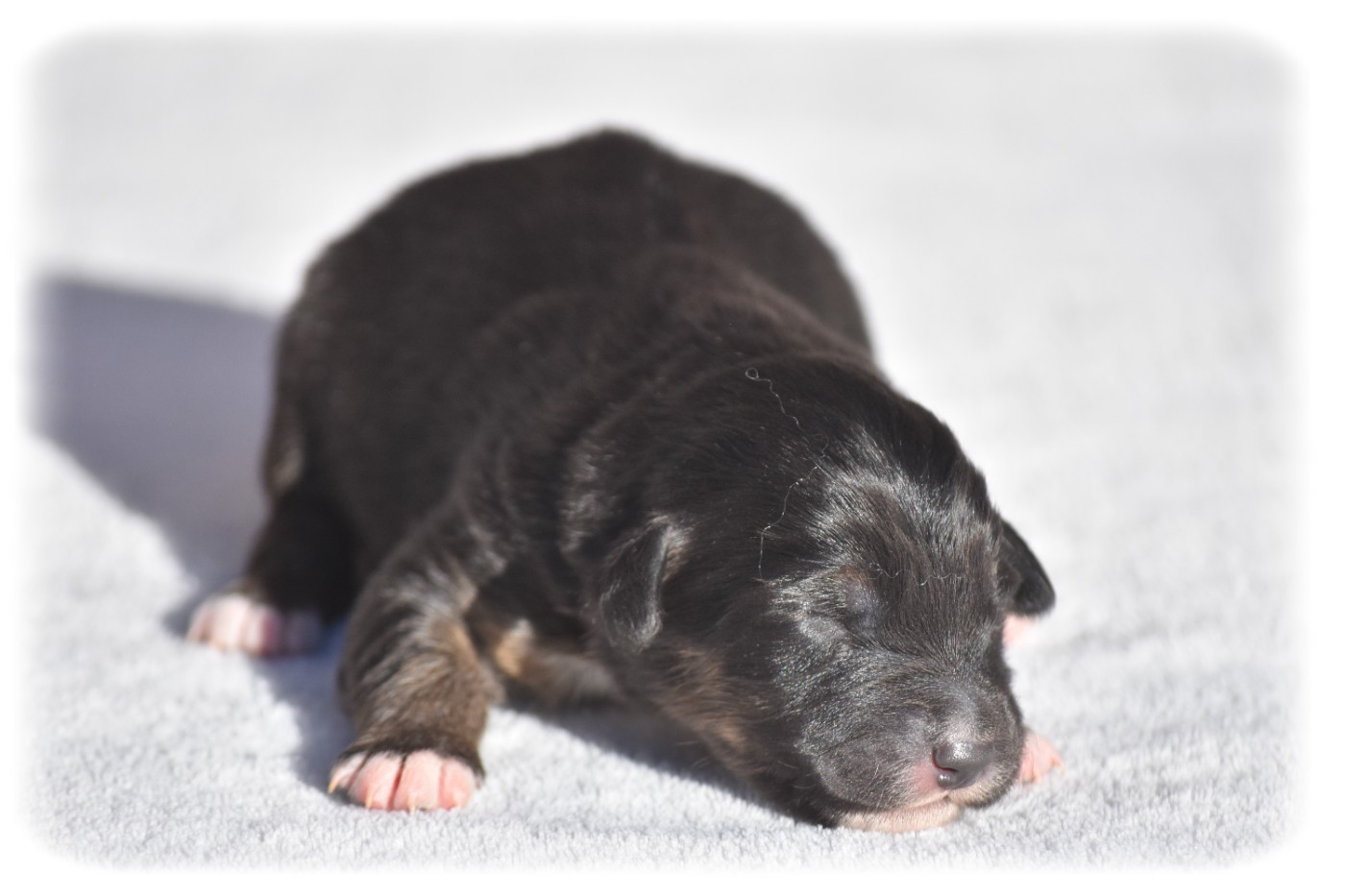 Du Pays Rochois - Chiots disponibles - Berger Australien