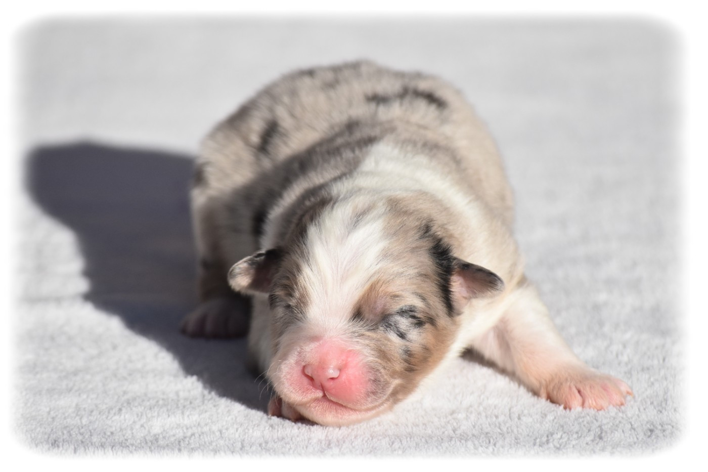 Du Pays Rochois - Chiots disponibles - Berger Australien