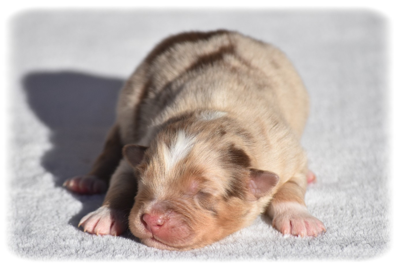 Du Pays Rochois - Chiots disponibles - Berger Australien