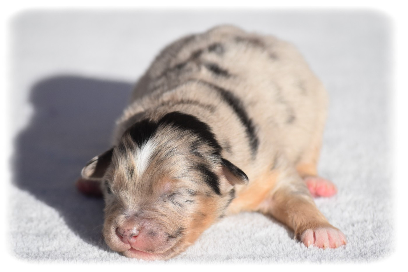 Du Pays Rochois - Chiots disponibles - Berger Australien