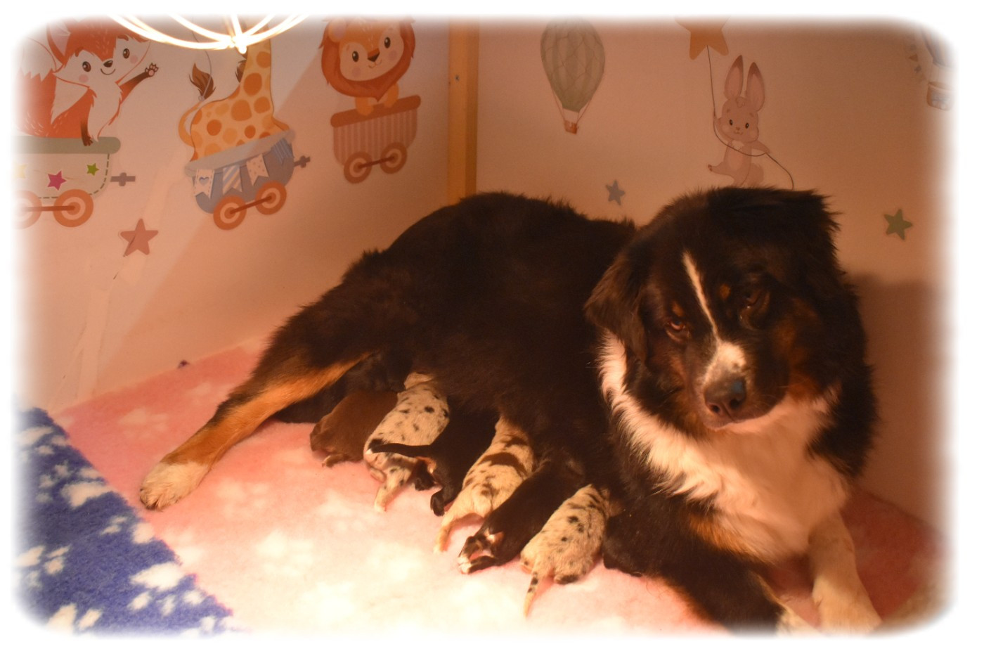 Chiot Berger Australien Du Pays Rochois