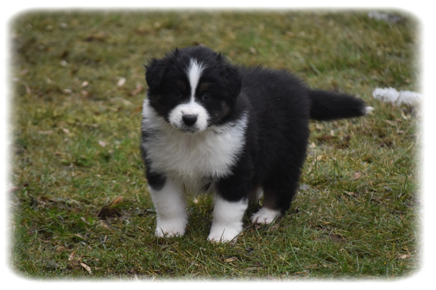 Du Pays Rochois - Chiots disponibles - Berger Australien