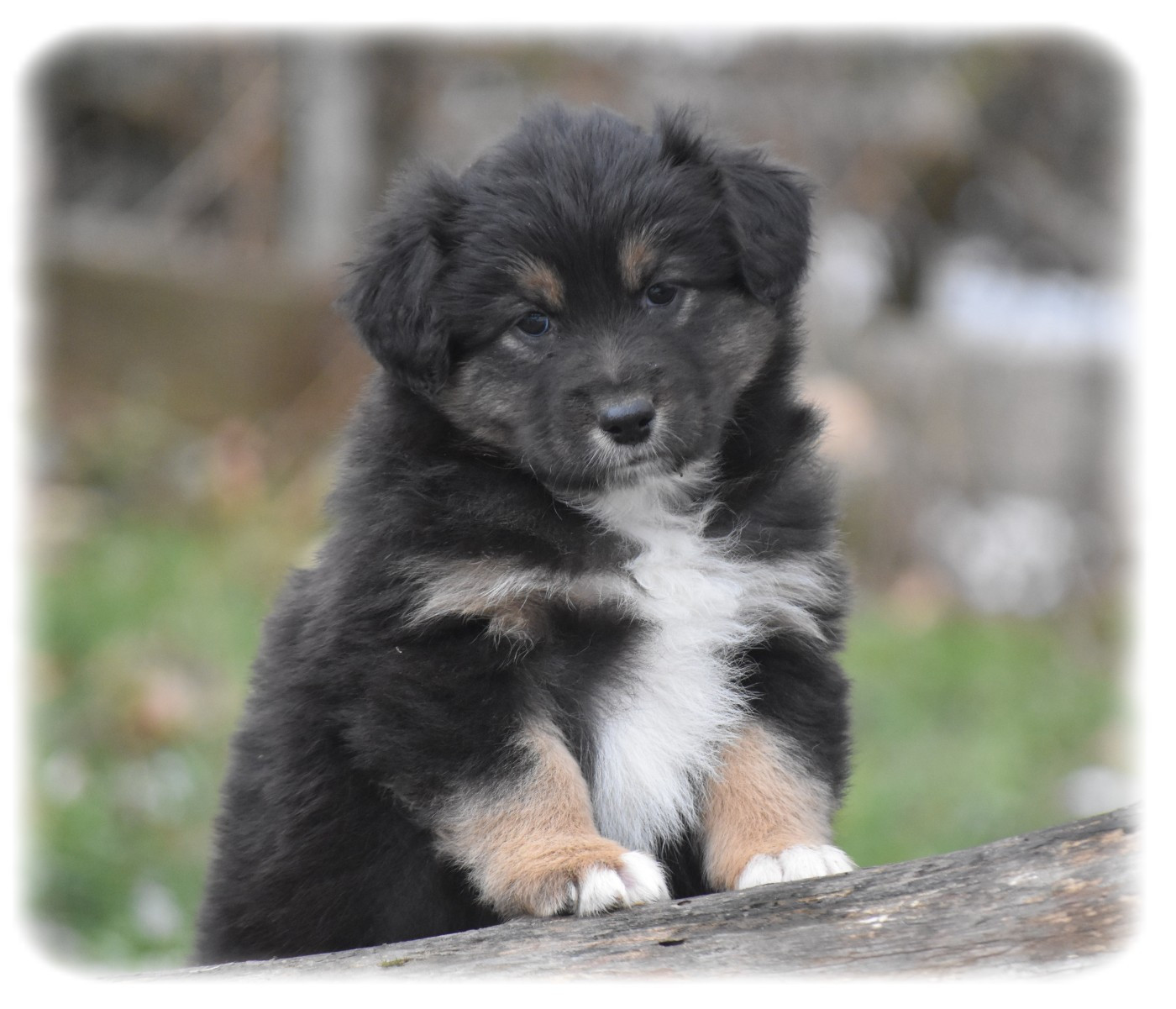 Du Pays Rochois - Chiots disponibles - Berger Australien