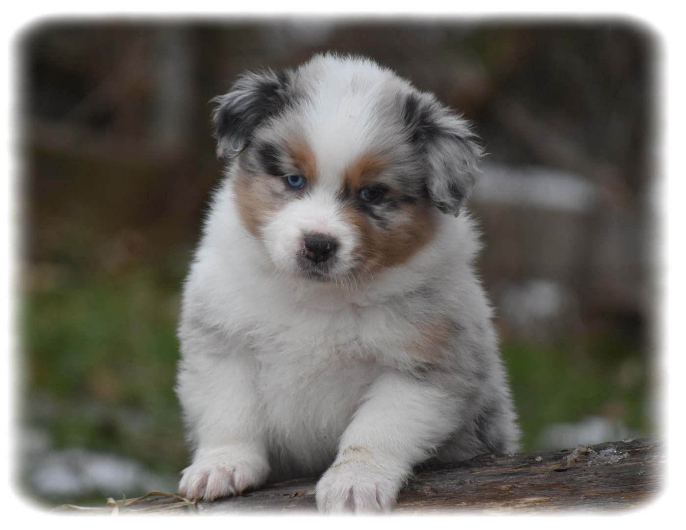 Du Pays Rochois - Chiots disponibles - Berger Australien