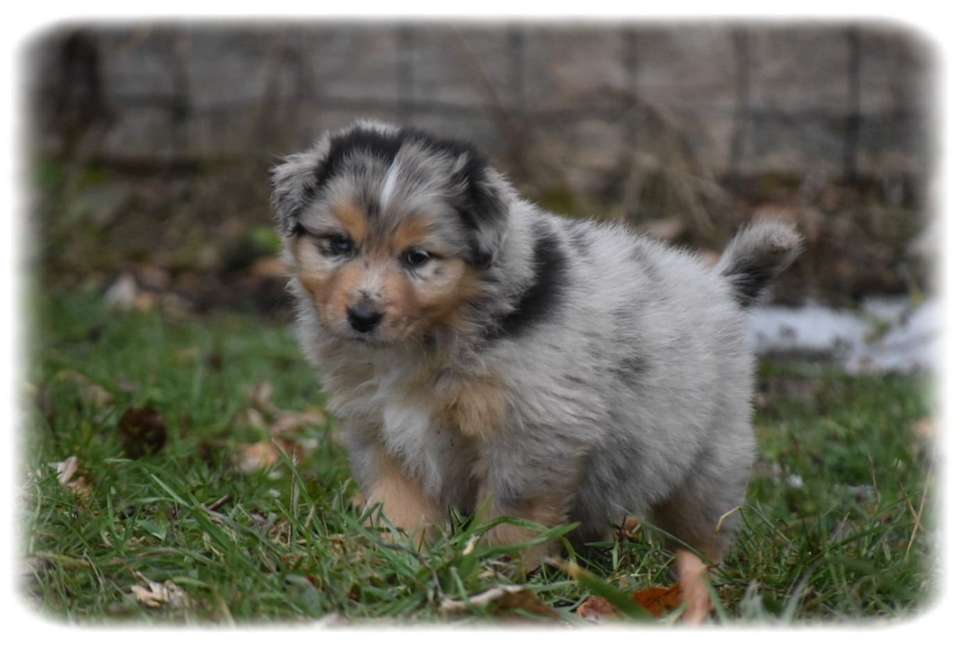 Du Pays Rochois - Chiots disponibles - Berger Australien