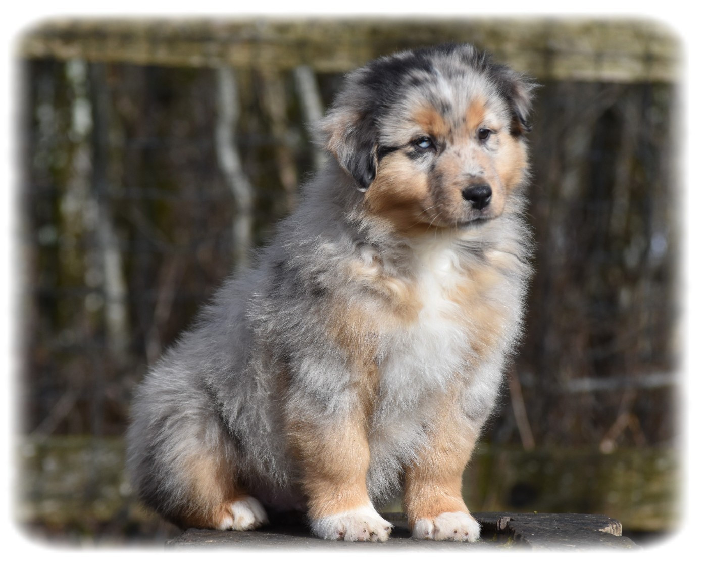 Du Pays Rochois - Chiots disponibles - Berger Australien